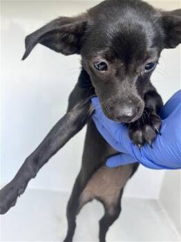 A662131 -  Chihuahua and Mixed Breed Dog for Adoption in Houston, Texas - A662131 | PetCurious