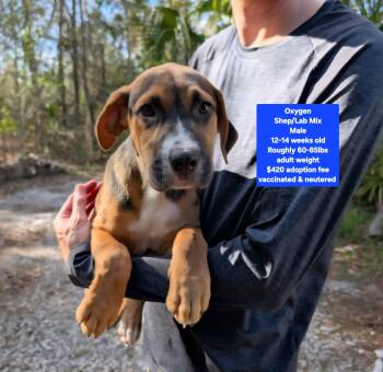 Shepherd and Labrador Retriever Dogs Available for Adoption - Oxygen | PetCurious