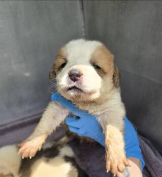 ZIPPO -  Great Pyrenees and Mixed Breed Dog for Adoption in Conroe, Texas - ZIPPO | PetCurious