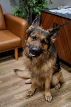 German Shepherd Dog Dogs Available for Adoption - Koda | PetCurious
