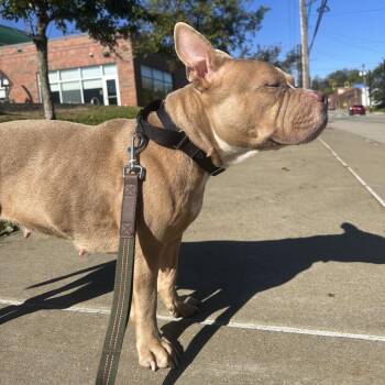 Stormy -  Mixed Breed Dog for Adoption in Pittsburgh, Pennsylvania - Stormy | PetCurious