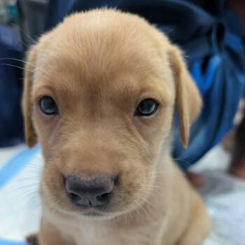 Tuffnut -  Mixed Breed Dog for Adoption in Mebane, North Carolina - Tuffnut | PetCurious