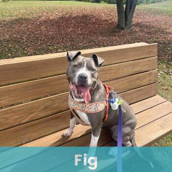 Rescue Mixed Breed and Bull Terrier Dogs for Adoption - Fig | PetCurious