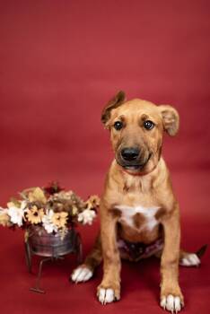 793-26 -  Australian Cattle Dog Blue Heeler Dog for Adoption in Brighton, Colorado - 793-26 | PetCurious