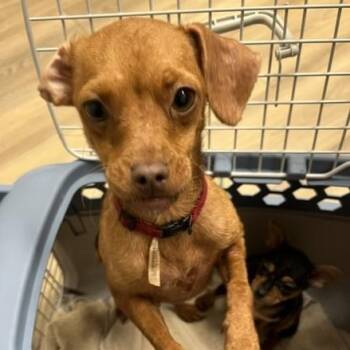 Silencer -  Chihuahua and Miniature Pinscher Dog for Adoption in Riverside, Iowa - Silencer | PetCurious