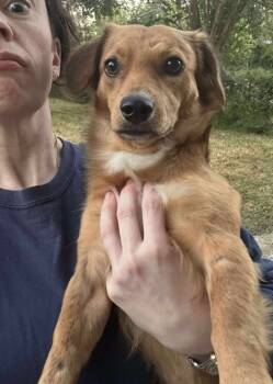 Rescue Dachshund Dogs for Adoption in Durango, Colorado - Hank | PetCurious