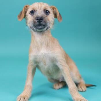 Terrier Dogs Available for Adoption in Portland, Oregon - Element | PetCurious