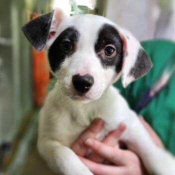 Drumroll -  Mixed Breed Dog for Adoption - Drumroll | PetCurious