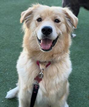 Kuma -  Golden Retriever Dog for Adoption in Fruit Heights, Utah - Kuma | PetCurious