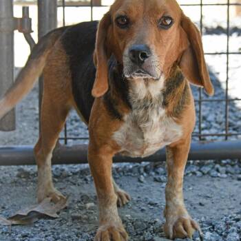 Basil -  Beagle Dog for Adoption in Columbus, North Carolina - Basil | PetCurious