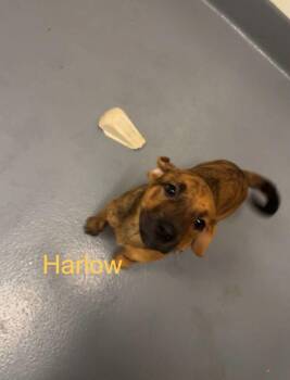 Labrador Retriever Dogs Available for Adoption in Hilton Head Island, South Carolina - Harlow | PetCurious