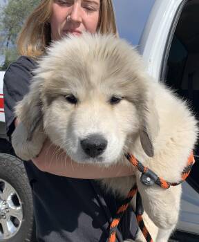 Keira -  Great Pyrenees Dog for Adoption in Grass Valley, California - Keira | PetCurious