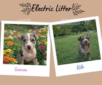 Pit Bull Terrier Dogs Available for Adoption - Electric Litter | PetCurious