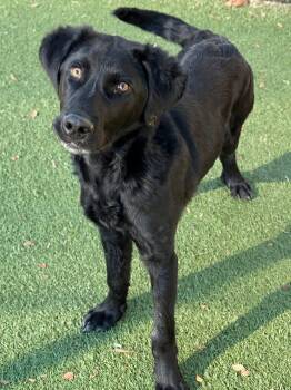 Bud -  Retriever and Collie Dog for Adoption in Newport, New Hampshire - Bud | PetCurious
