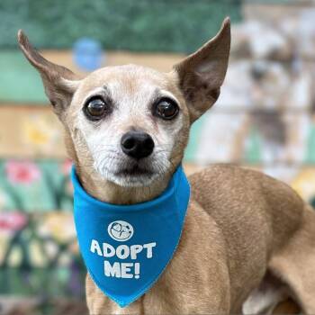 Rescue Rat Terrier and Chihuahua Dogs for Adoption in Pacific Grove, California - Russell Aka Rusty | PetCurious