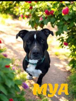 Rescue American Staffordshire Terrier Dogs for Adoption in Taunton, Massachusetts - Mya | PetCurious