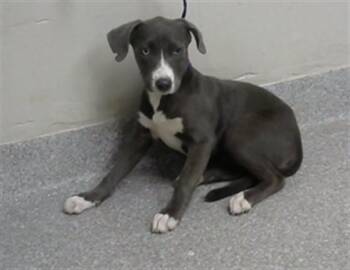 A185189 -  Pit Bull Terrier and Mixed Breed Dog for Adoption in Pasadena, Texas - A185189 | PetCurious
