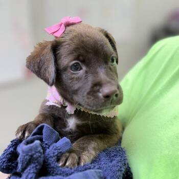 Margo-4960 -  Mixed Breed Dog for Adoption in Tyler, Texas - Margo-4960 | PetCurious