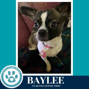 Boston Terrier Dogs Available for Adoption - Baylee 022826 | PetCurious