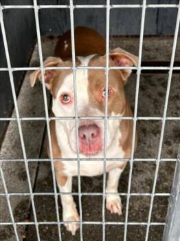 Pit Bull Terrier Dogs Available for Adoption in Woodland, California - SHARKY | PetCurious