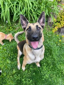 German Shepherd Dog Dogs Available for Adoption in Clinton, Wisconsin - Easton | PetCurious