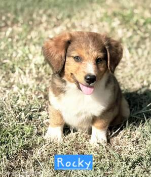 Rocky -  Dachshund and Australian Cattle Dog Blue Heeler Dog for Adoption in Norfolk, Massachusetts - Rocky | PetCurious