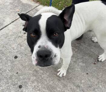Rescue American Bulldog and Mixed Breed Dogs for Adoption in Doral, Florida - SAINT | PetCurious