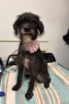 Bella -  Miniature Schnauzer and Terrier Dog for Adoption in Poway, California - Bella | PetCurious