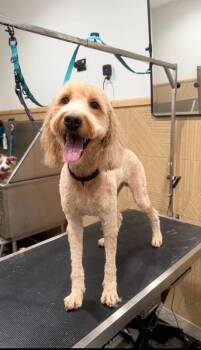 Teddy -  Goldendoodle Dog for Adoption in Aiken, South Carolina - Teddy | PetCurious