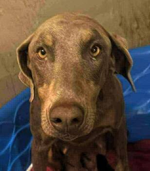 Doberman Pinscher Dogs Available for Adoption - Cypher | PetCurious