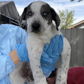 The Thing -  Mixed Breed Dog for Adoption in Moab, Utah - The Thing | PetCurious