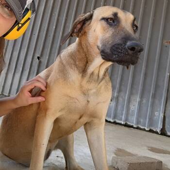 Rescue Cane Corso and Labrador Retriever Dogs for Adoption in Batson, Texas - "C.J." Calamity Jane | PetCurious