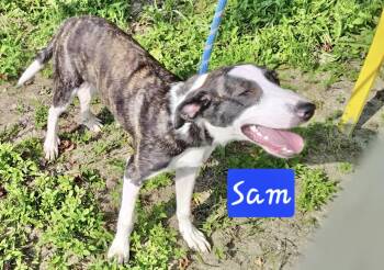 Rescue Mountain Cur Dogs for Adoption in Manchester, Connecticut - Sam | PetCurious