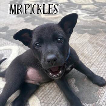 Shepherd and Carolina Dog Dogs Available for Adoption in Ragland, Alabama - Mr. Pickels | PetCurious