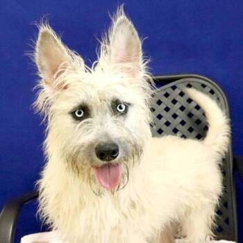 Cairn Terrier and Scottish Terrier Dogs Available for Adoption in Fort Davis, Texas - Melissa | PetCurious
