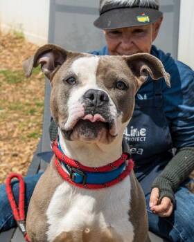 Mixed Breed Dogs Available for Adoption in Chamblee, Georgia - Tariel | PetCurious