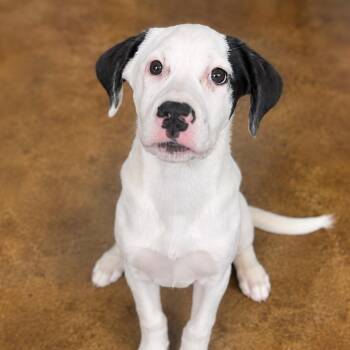 Donut -  Mixed Breed Dog for Adoption - Donut | PetCurious