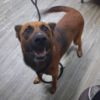Micah -  Mixed Breed Dog for Adoption in Summerville, South Carolina - Micah | PetCurious