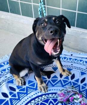 Rescue German Shepherd Dog and Mixed Breed Dogs for Adoption in Rancho Cucamonga, California - ADALINE | PetCurious