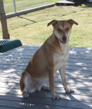 Rescue Mixed Breed Dogs for Adoption in Sunnyvale, Texas - Taffy | PetCurious