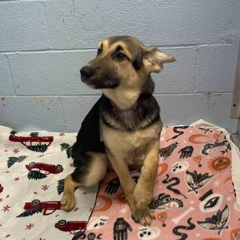 Nala -  Shepherd Dog for Adoption in Elyria, Ohio - Nala | PetCurious