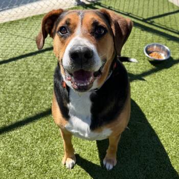 Gunner -  Coonhound and Mixed Breed Dog for Adoption in Cody, Wyoming - Gunner | PetCurious