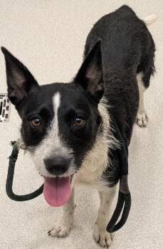 Border Collie and Terrier Dogs Available for Adoption - Mingi | PetCurious