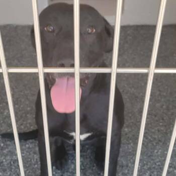 Duff -  Black Labrador Retriever Dog for Adoption in Buchanan Dam, Texas - Duff | PetCurious