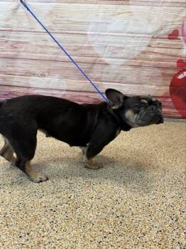 French Bulldog Dogs Available for Adoption - MILKA | PetCurious