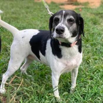 Frannie Wynter -  Beagle and Mixed Breed Dog for Adoption in Fredericksburg, Virginia - Frannie Wynter | PetCurious