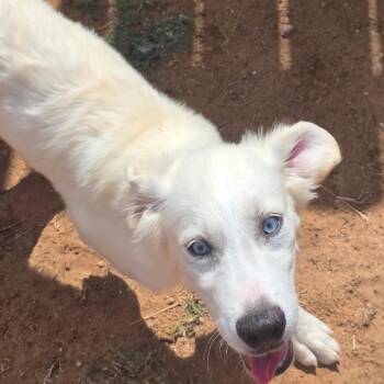 Yeti -  Labrador Retriever Dog for Adoption in Otisfield, Maine - Yeti | PetCurious
