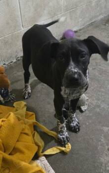 Otto -  Pointer Dog for Adoption in Irwin, Pennsylvania - Otto | PetCurious