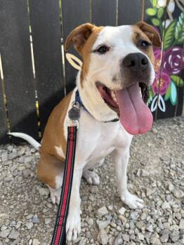 Rescue American Bulldog Dogs for Adoption in Wautoma, Wisconsin - Zorro | PetCurious