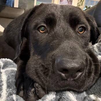 Labrador Retriever and Great Dane Dogs Available for Adoption in Concord, California - River | PetCurious